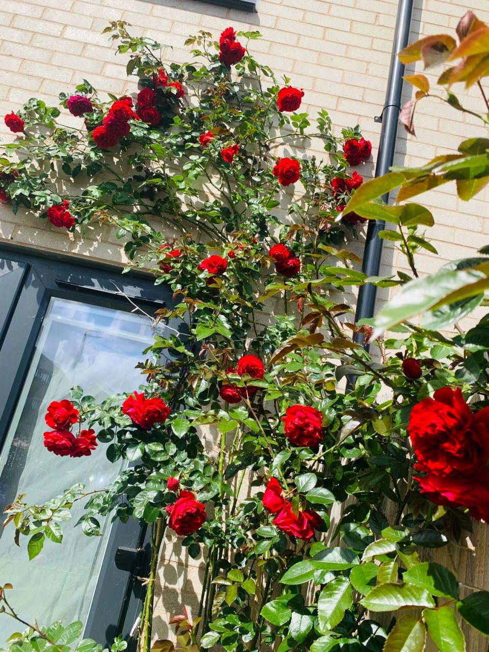 盆栽第二年的佛罗伦蒂娜,一开便有主角光环 为了牵引蒂娜,重金买了4米