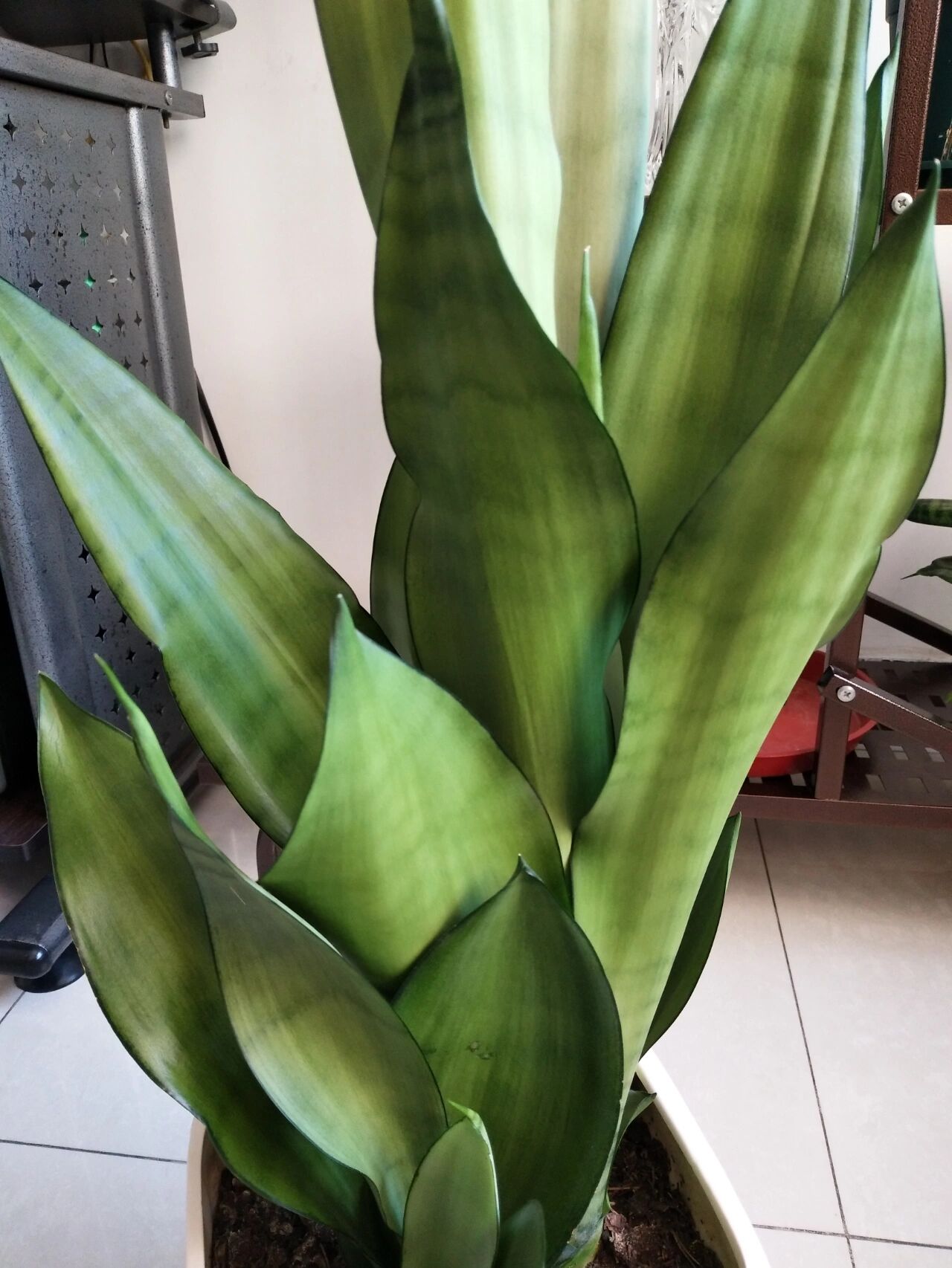 大家的白玉虎皮兰都长多高?