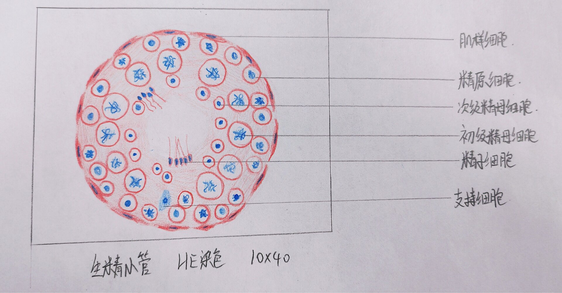 鞭毛红蓝铅笔图图片