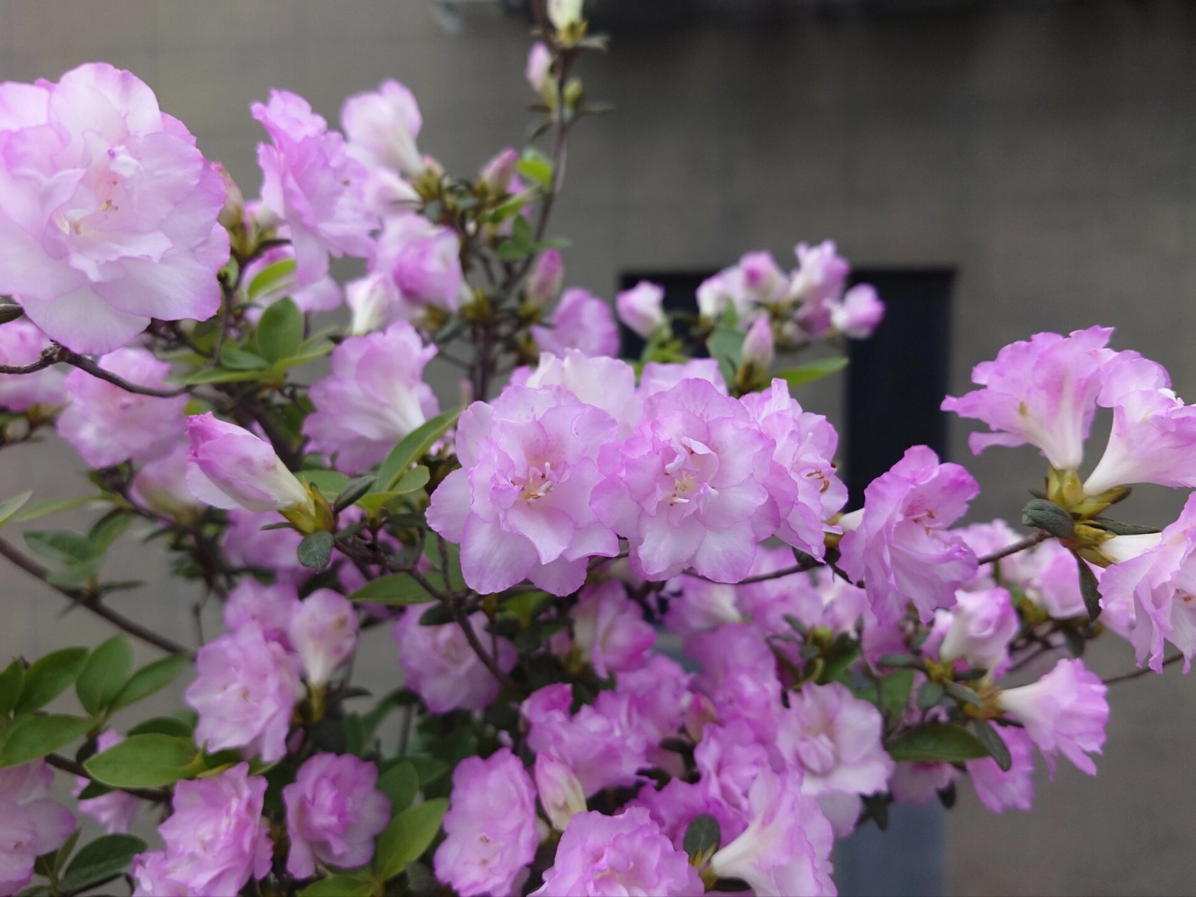 春诗 永根杜鹃培育的杂交春鹃春诗