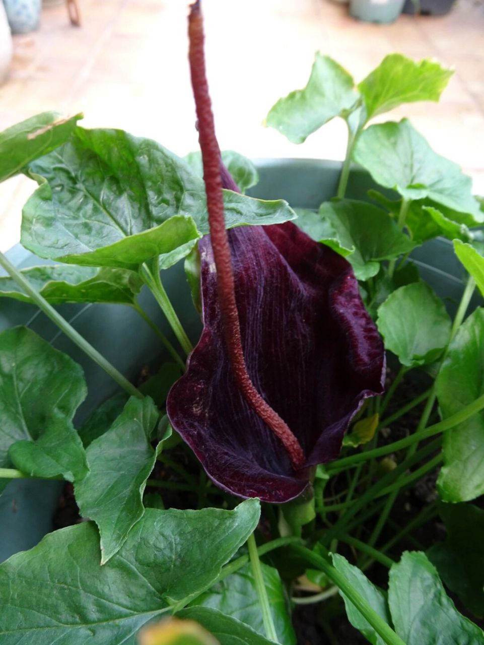 犁头尖,花香贼臭,粪味