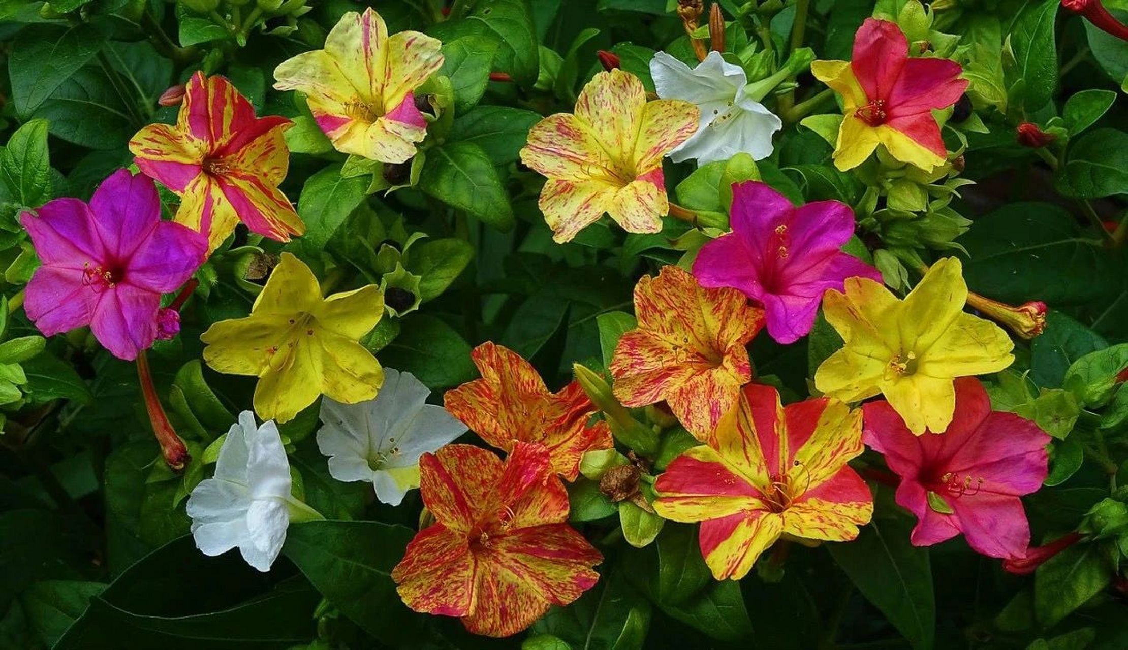 紫茉莉(学名:mirabilis jalapa l.