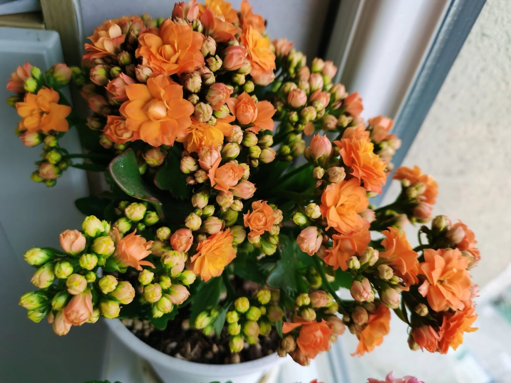 长寿花61织女星 长寿花61织女星,初开