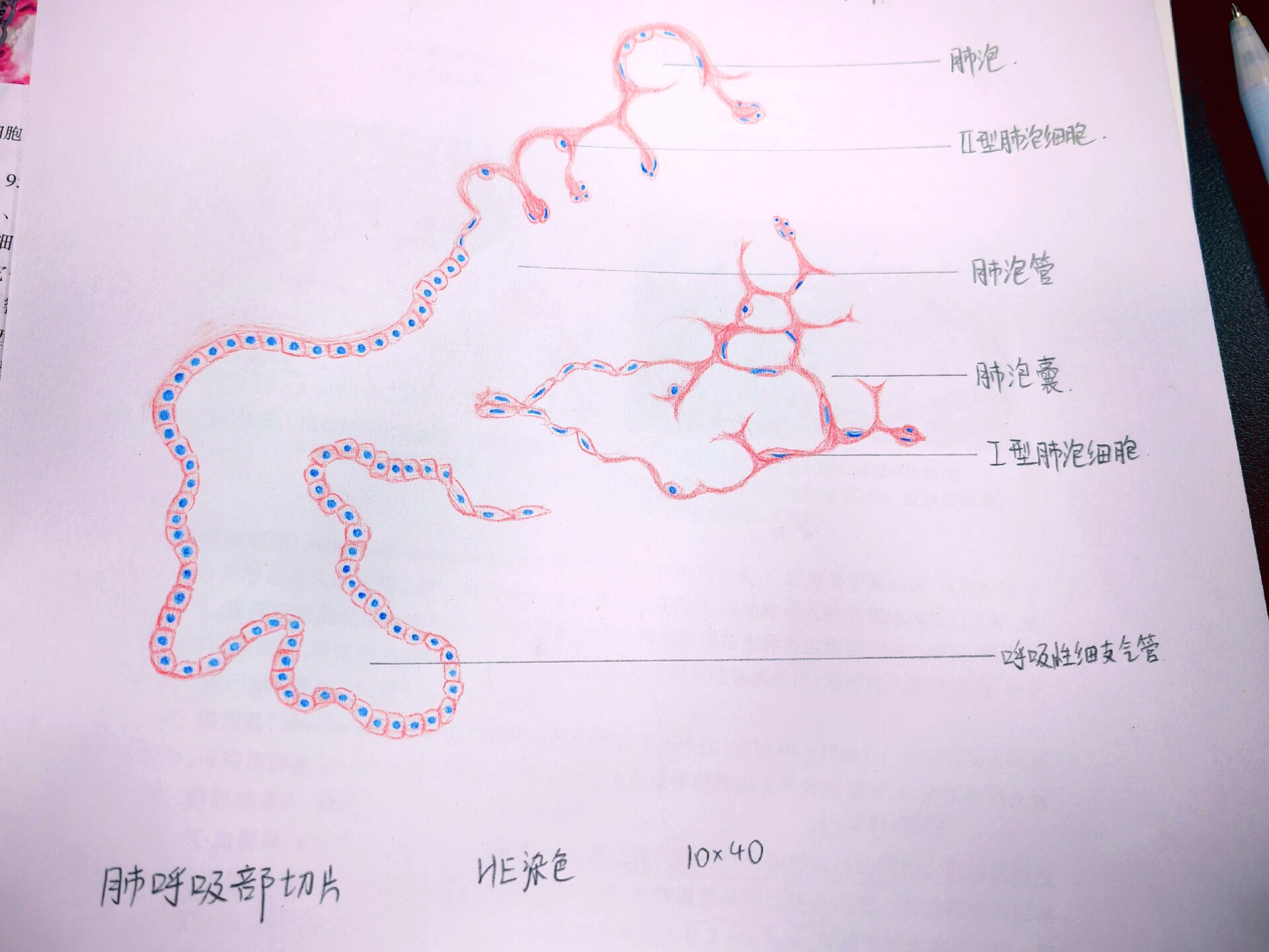 肺呼吸部红蓝铅笔绘图