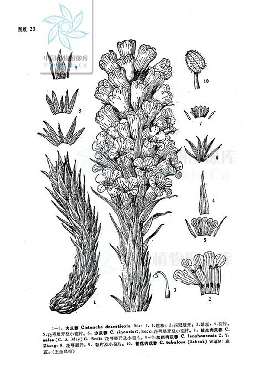 肉苁蓉——今天你认识新植物了嘛!