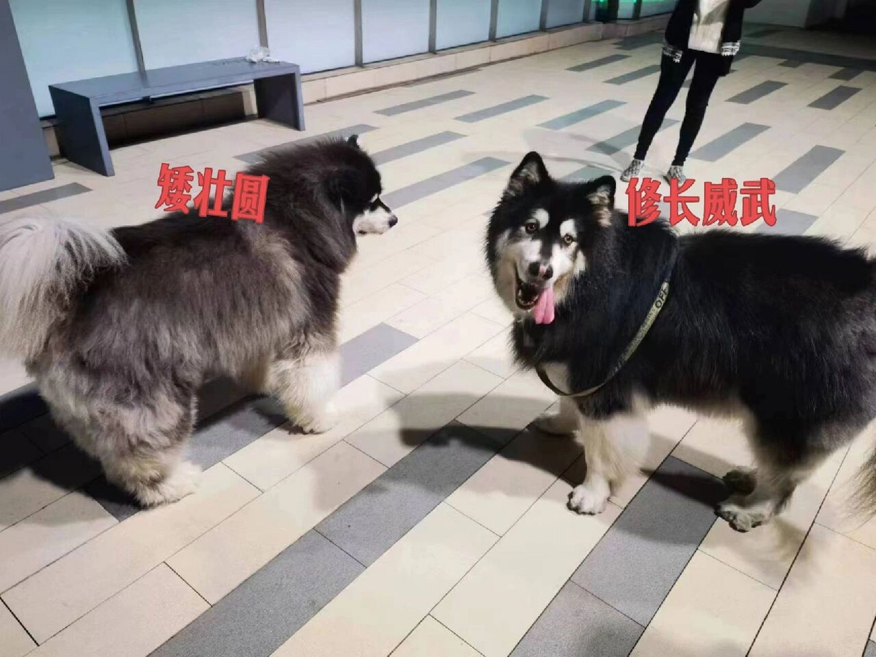 90狼版和熊版阿拉斯加合影来罗08 90先说我也不是专业的,不知道