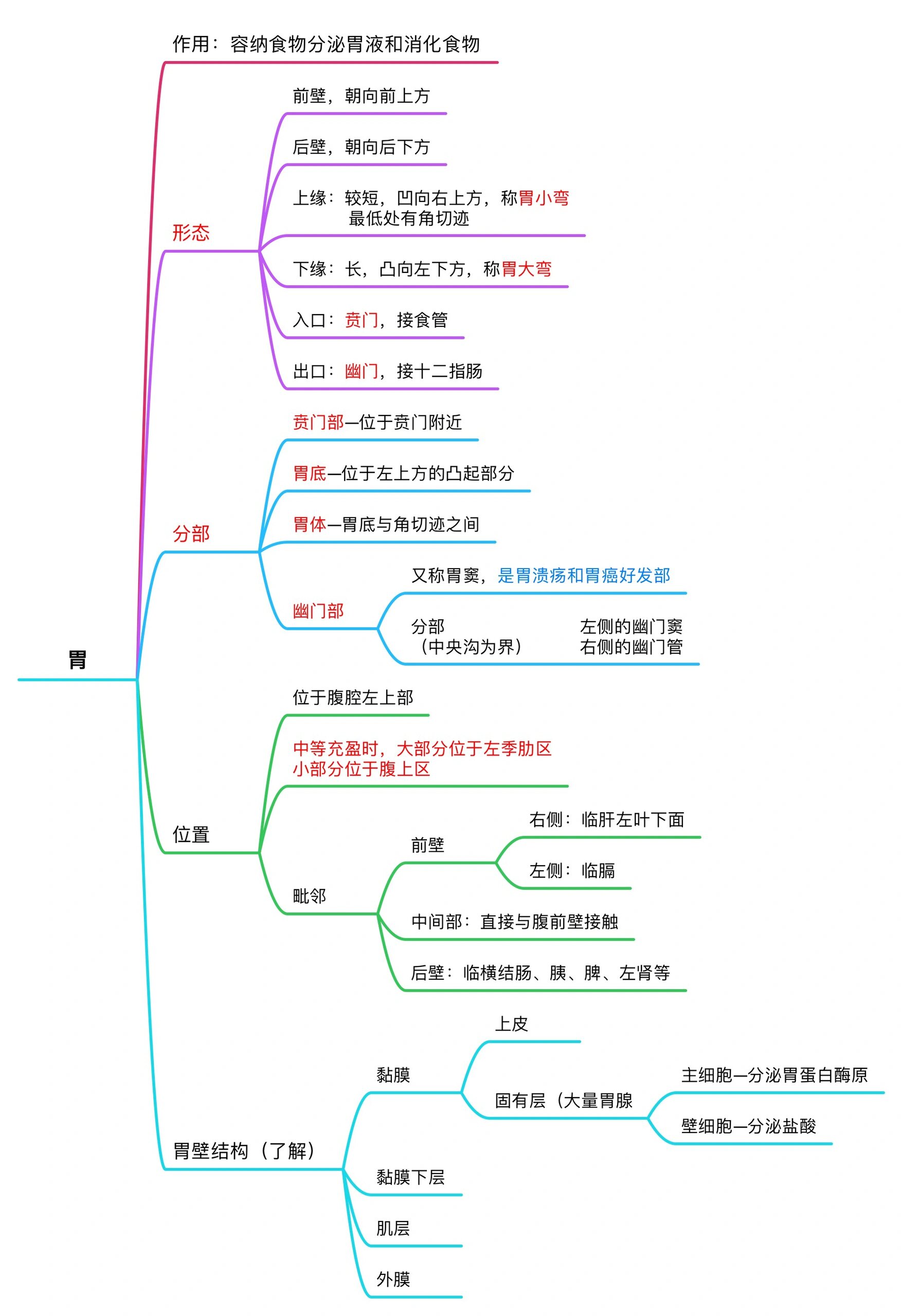 系统解剖思维导图手绘图片