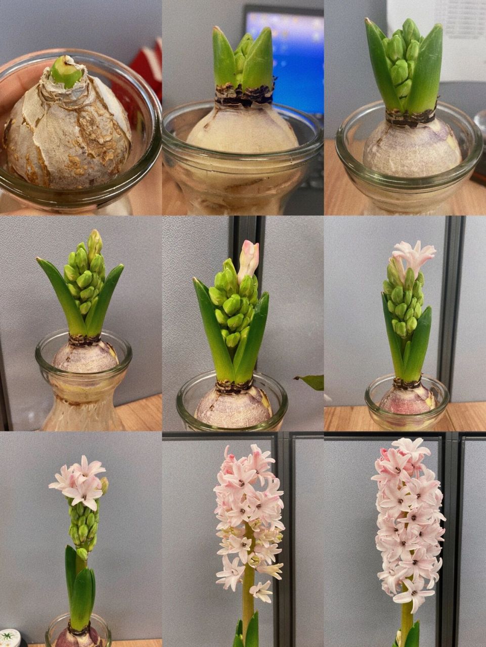 洋葱头开花了,第一次养风信子,有点成就感 就是长太高,容易倒
