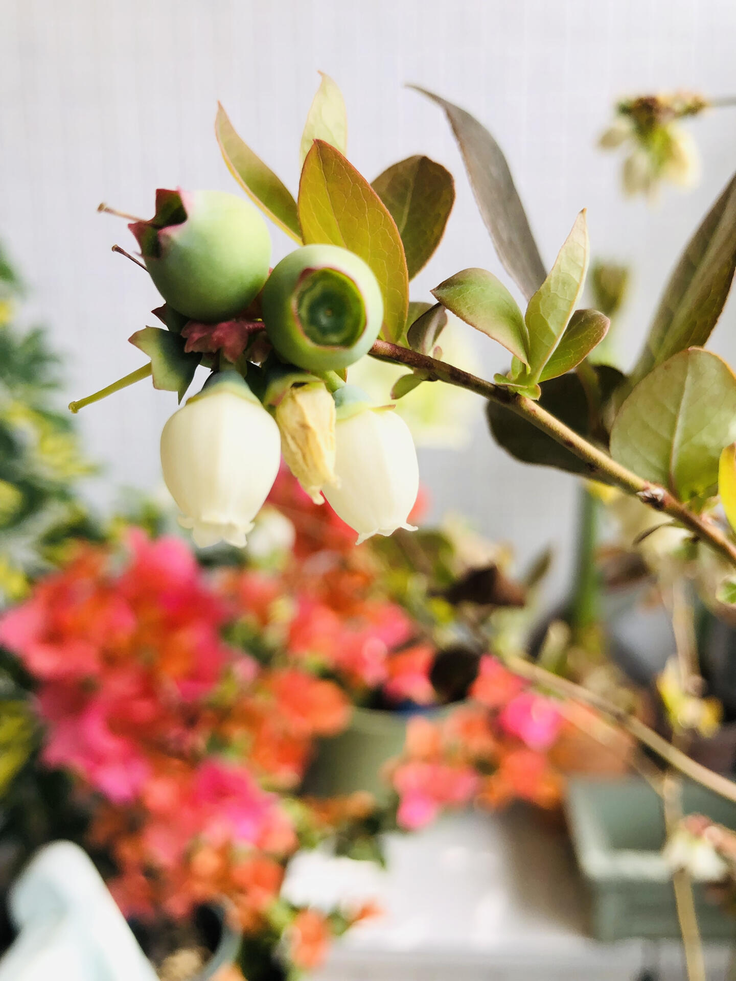 广东蓝莓开花了,这花也太可爱了吧