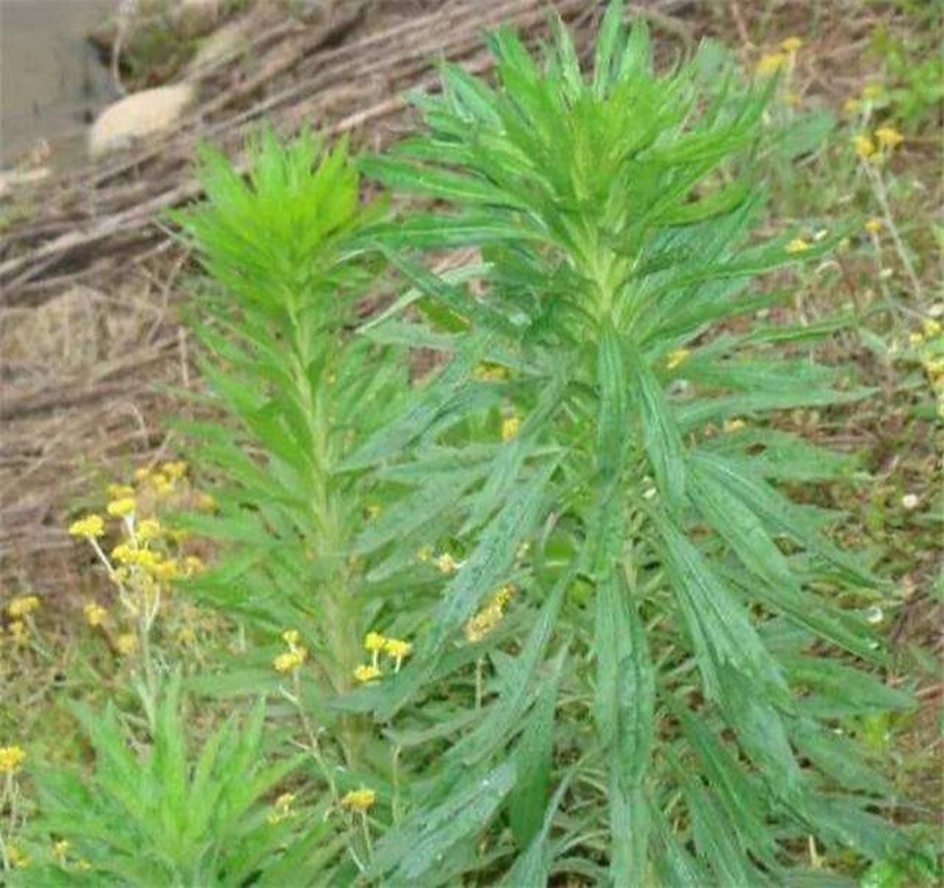 小飞蓬草的功效与作用 小飞蓬草的功效与作用 1,食用功效 小飞蓬草