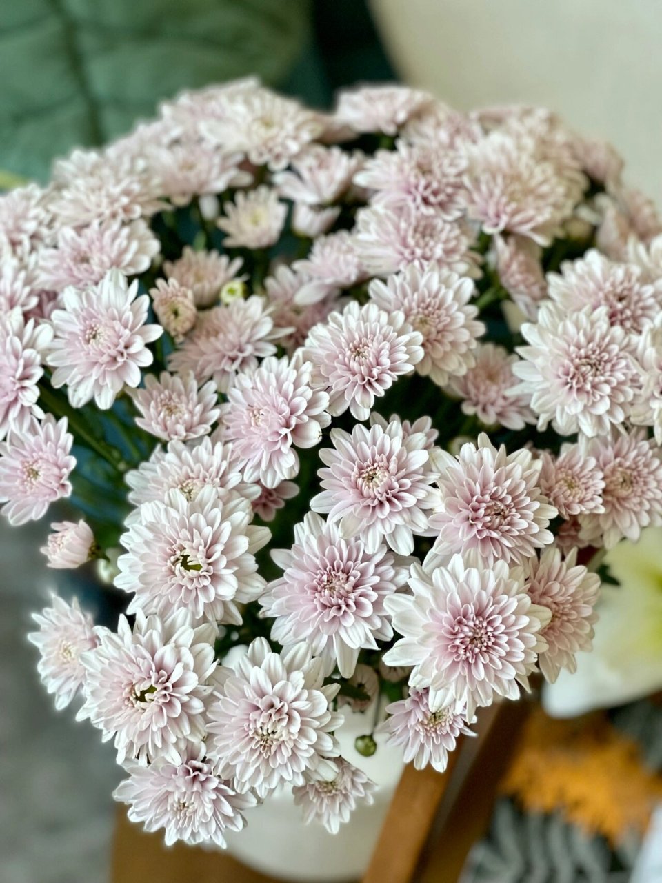 汉城粉 小雏菊 令人无法不爱的一款 94汉城粉～中型花多头菊.