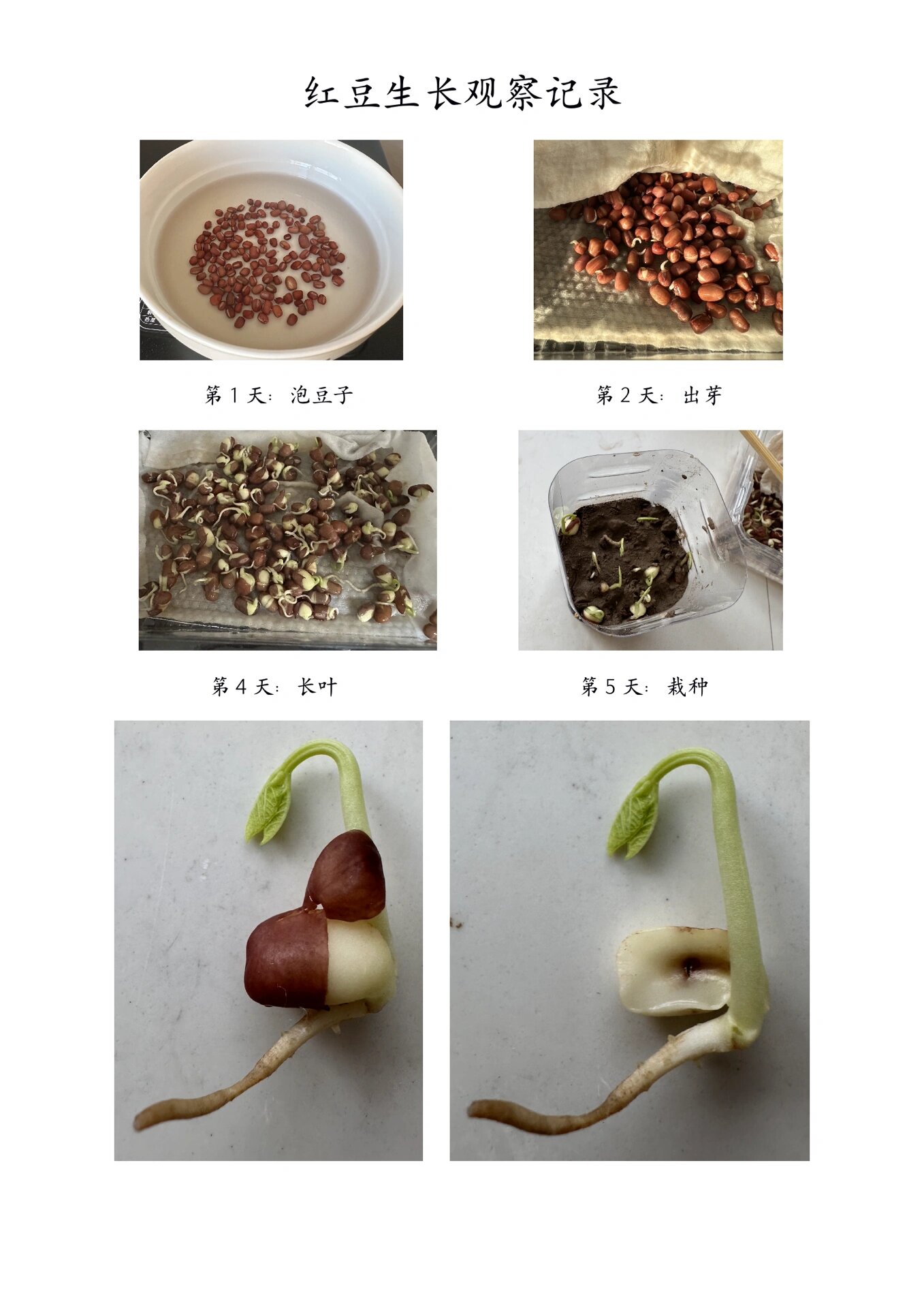 红豆生长观察记录