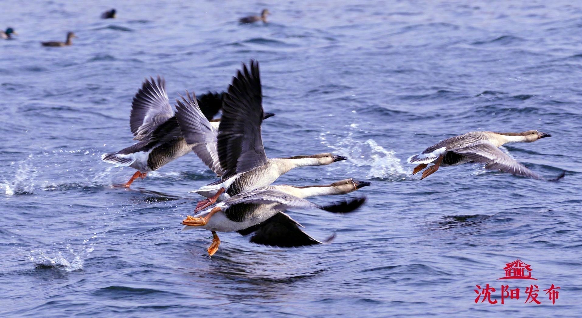 近年来,沈阳不断加强生态环境保护,浑河流域水域宽广