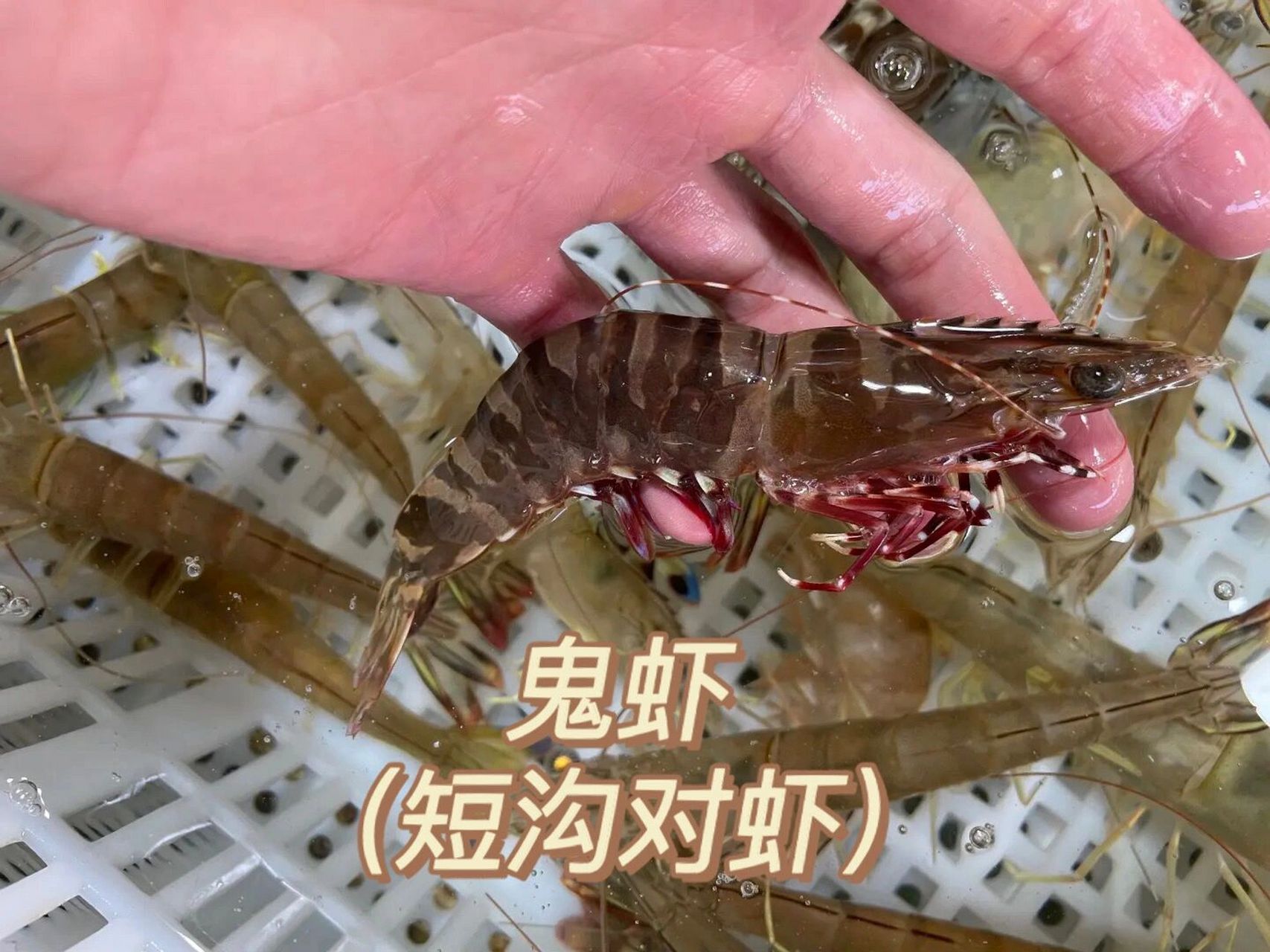台湾草虾和黑虎虾图片