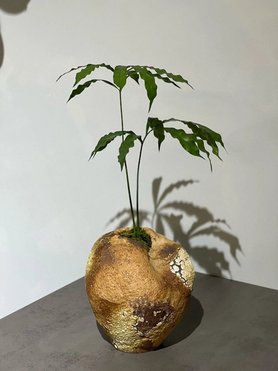 小鲜肉|德保苏铁 石山铁 一组小可爱00