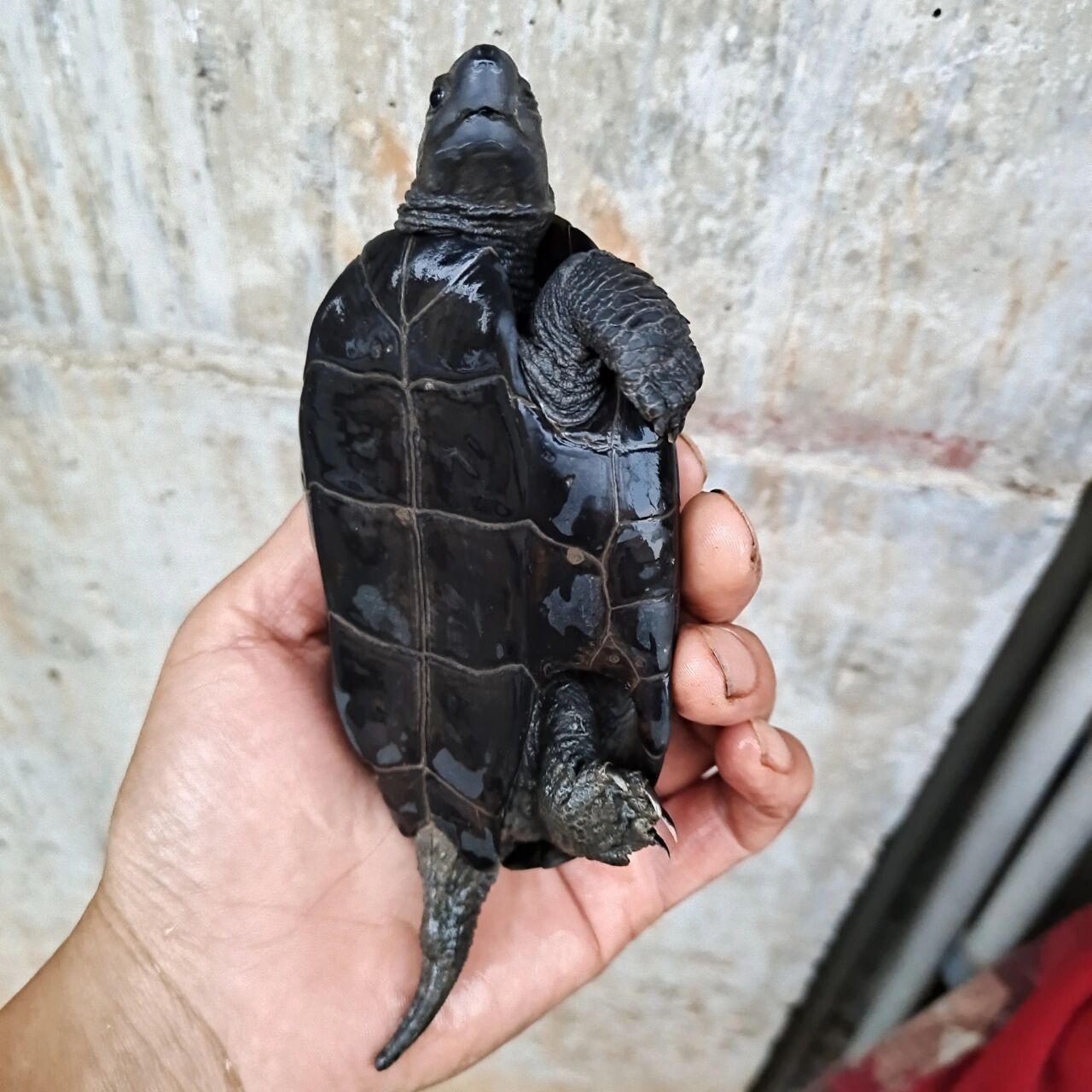 半斤左右碳墨龟特价188包邮