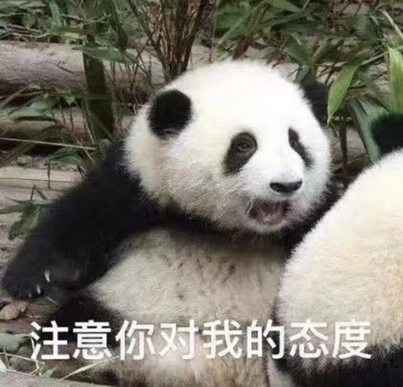 给大家分享一些滚滚的表情包 谁能拒绝这么可爱的小熊猫呢?