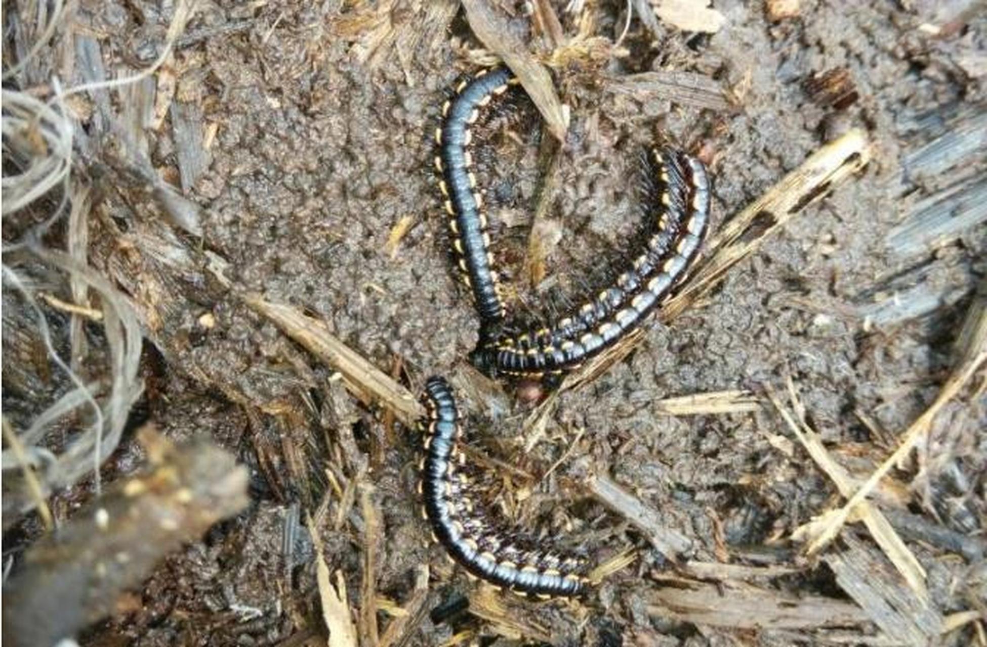 百足虫怎么彻底消灭 彻底消灭百足虫的方法有: 1