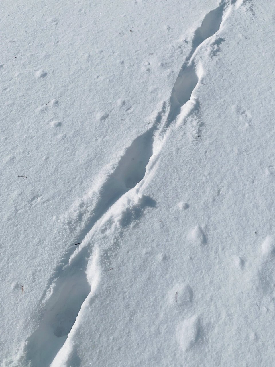 对比了一下只有狐狸的脚印是呈直线型的. 一起去玩雪