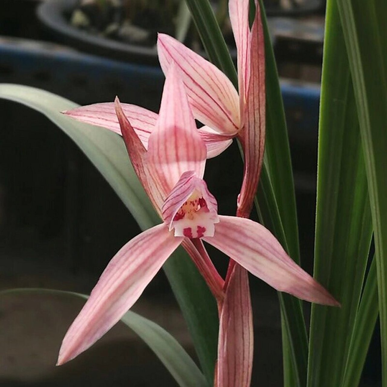 春剑大红朱砂,原价90多,现在18包邮 因为经营不善,基地不做了,现在有