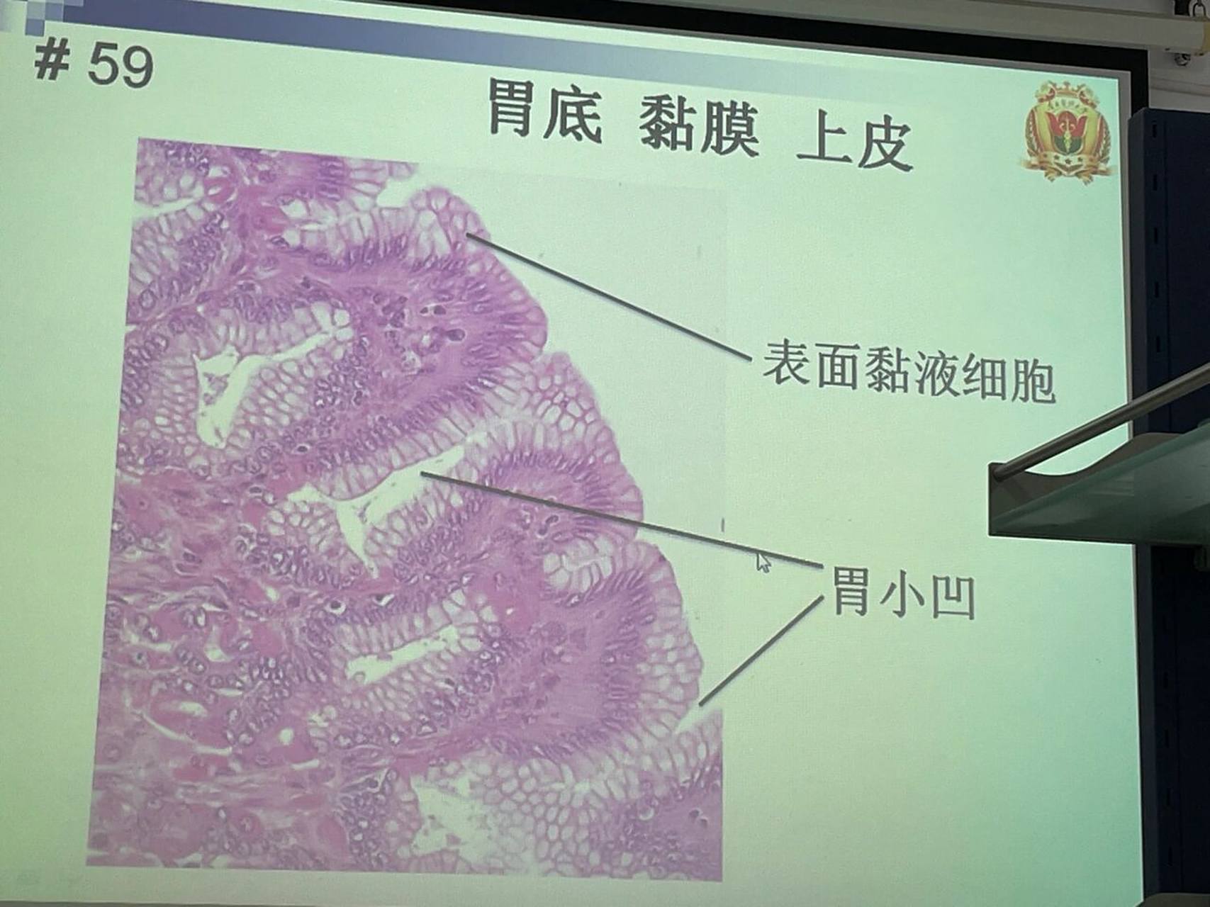组胚绘图9-胃底(黏膜 胃底腺)