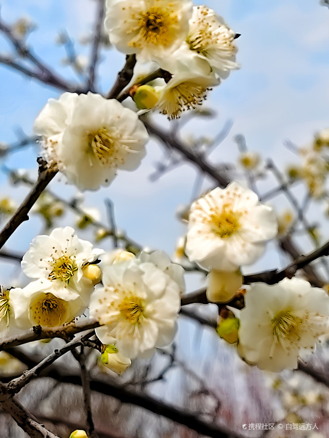 松江百荟园探梅…太美了吧