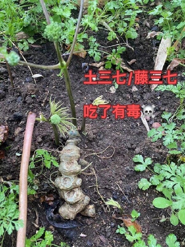 土三七/藤三七有毒,不要用