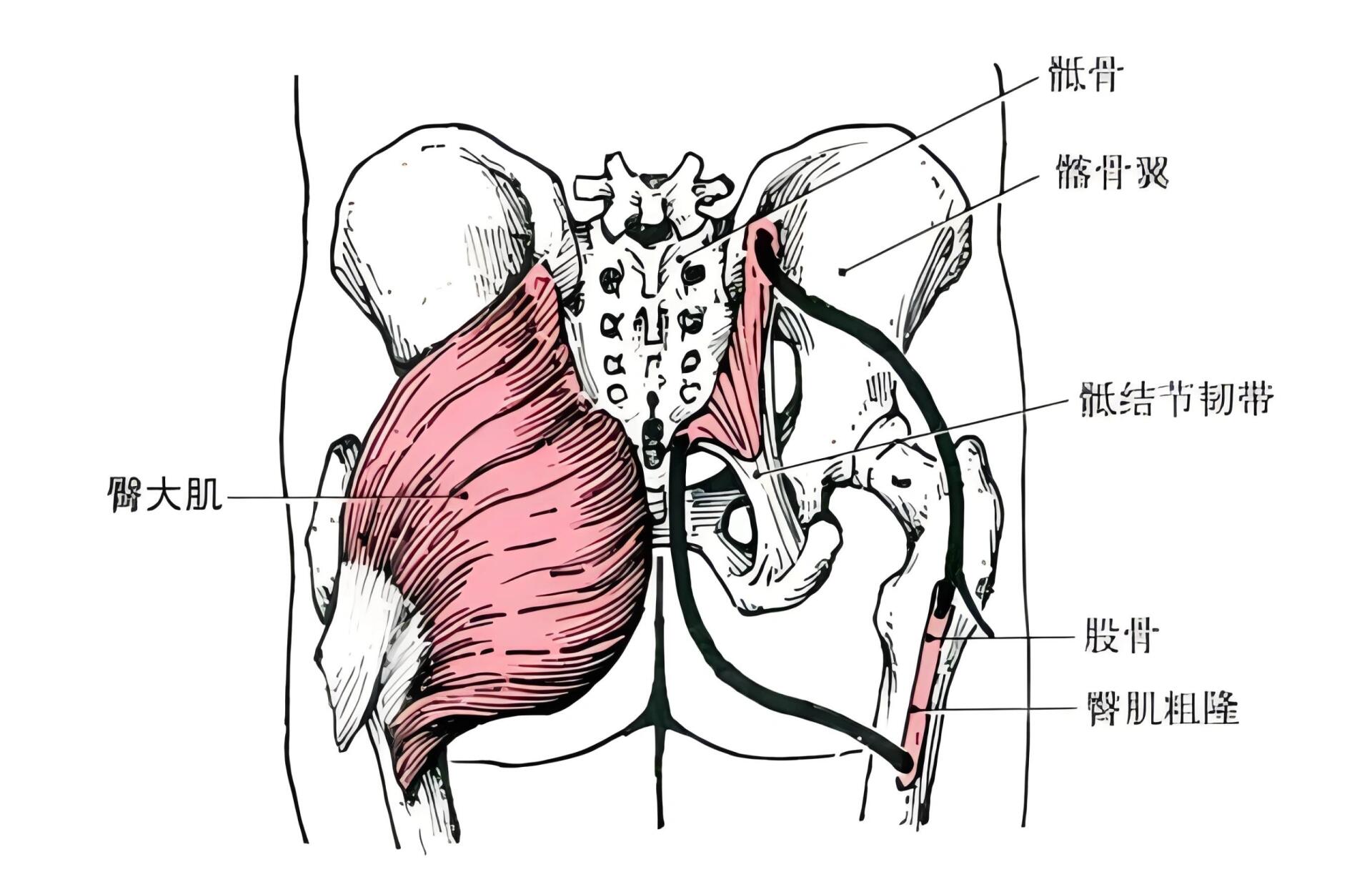 解剖篇·臀大肌