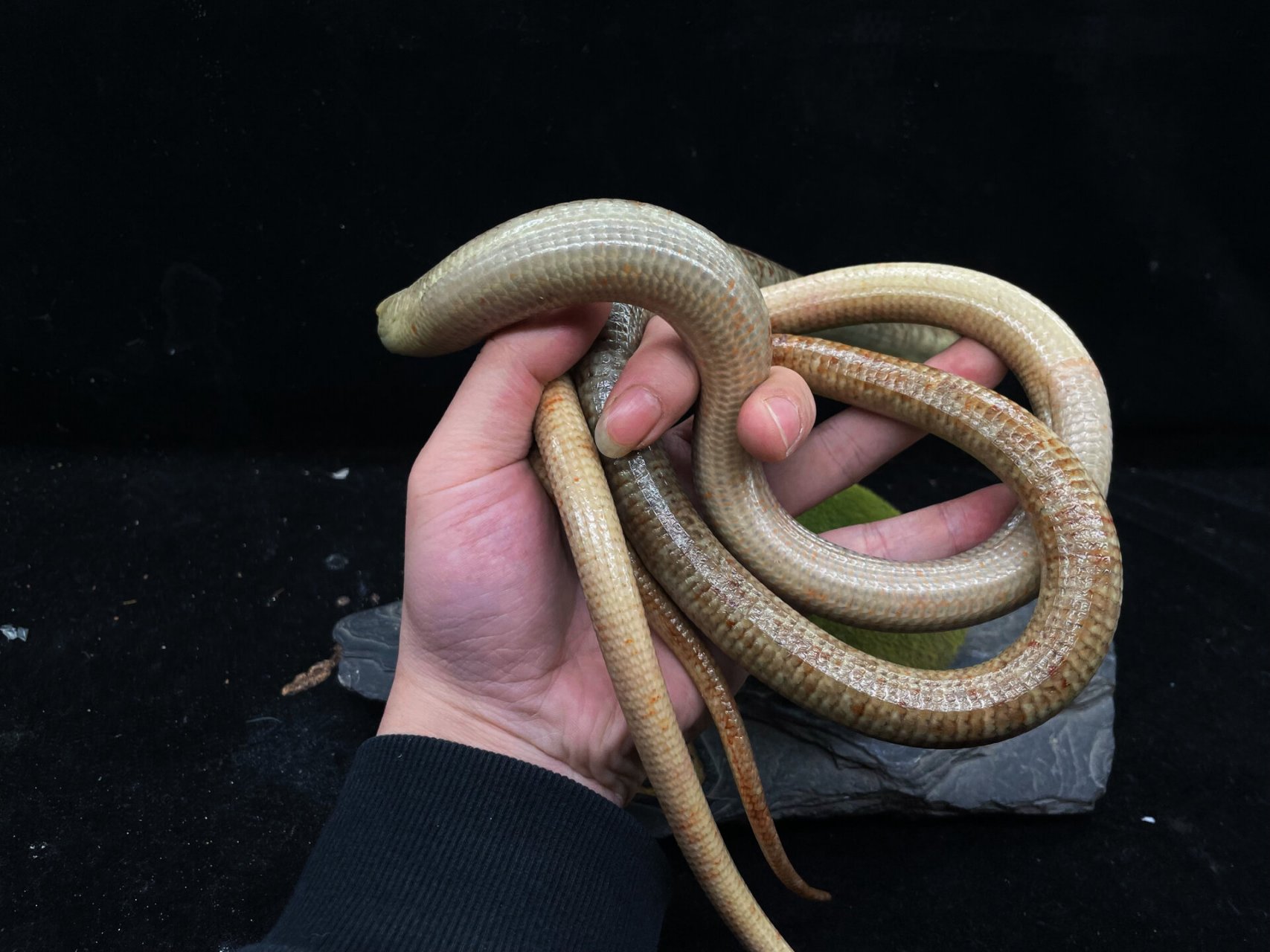 世界上罪大的蛇蜥,蛇的外形,但它实际是四肢退化的蜥蜴,有眼皮,吃