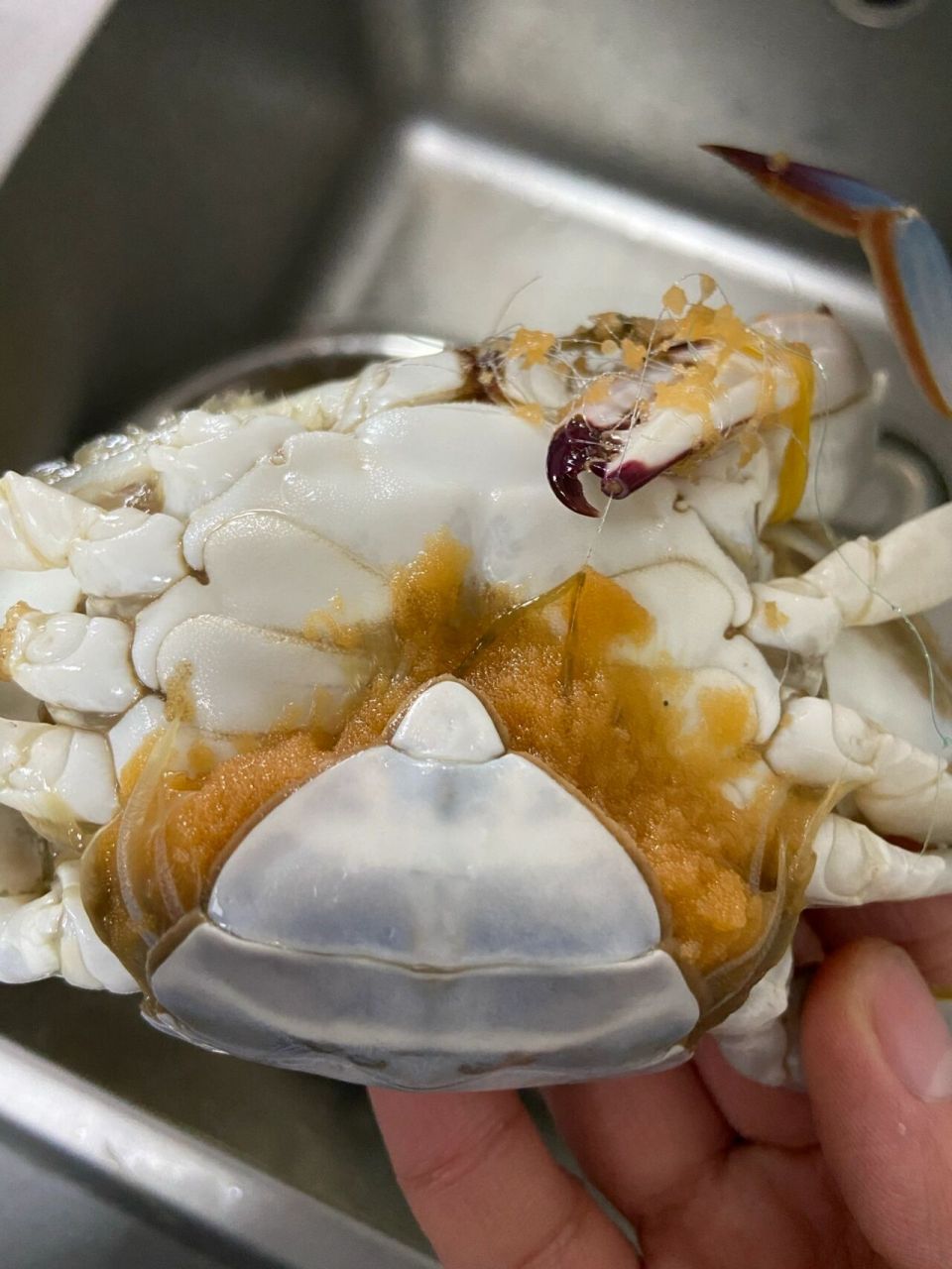 梭子蟹肚子上这是些啥?这种蟹子还能吃吗?
