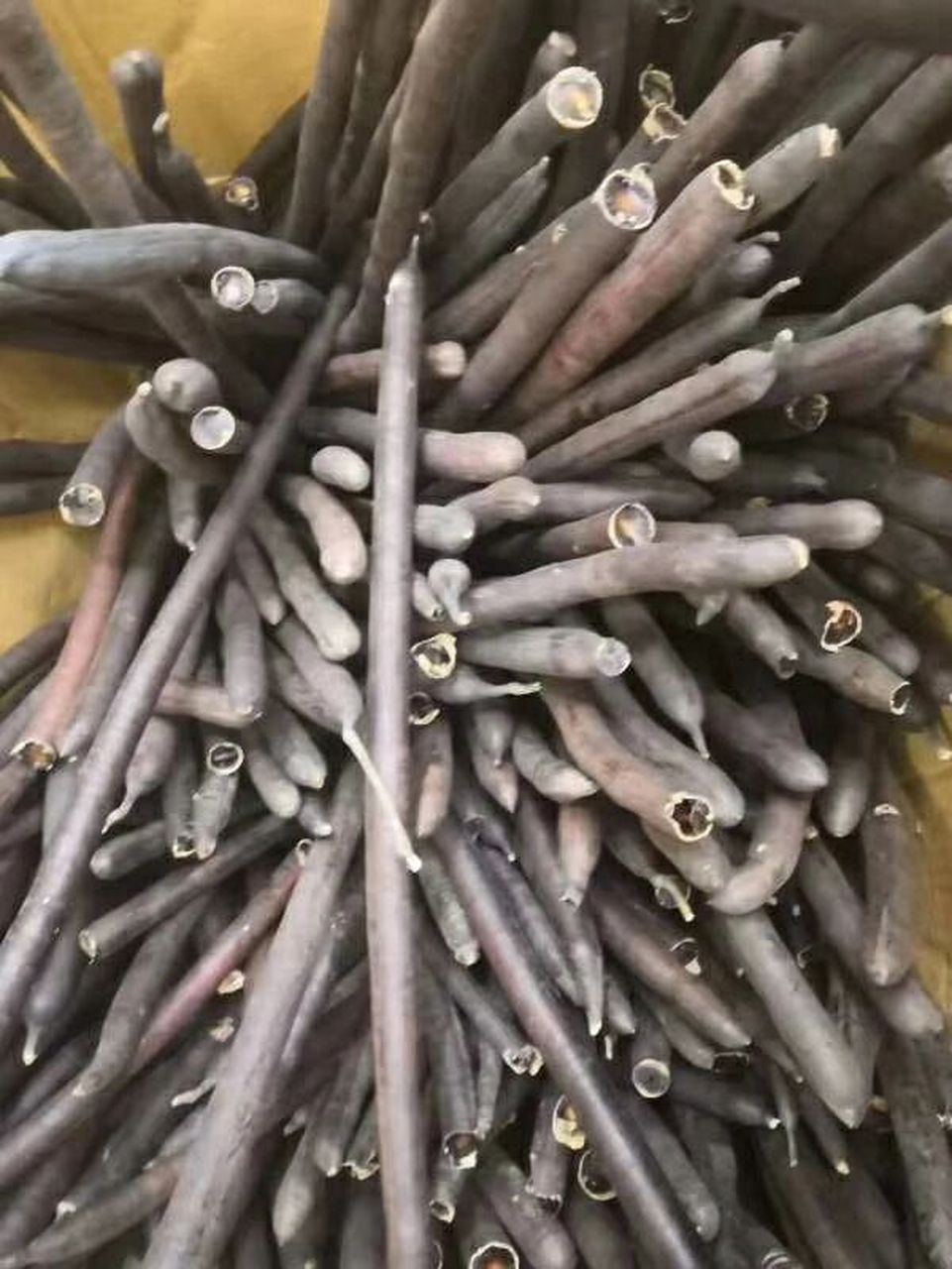 便秘果是豆科植物腊肠树的干燥成熟果实.