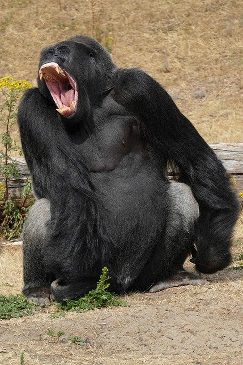 大猩猩咆哮减压.#动物趣图