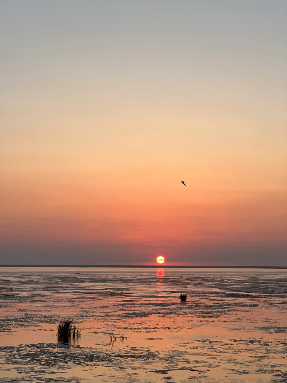 大丰日出海湾 92