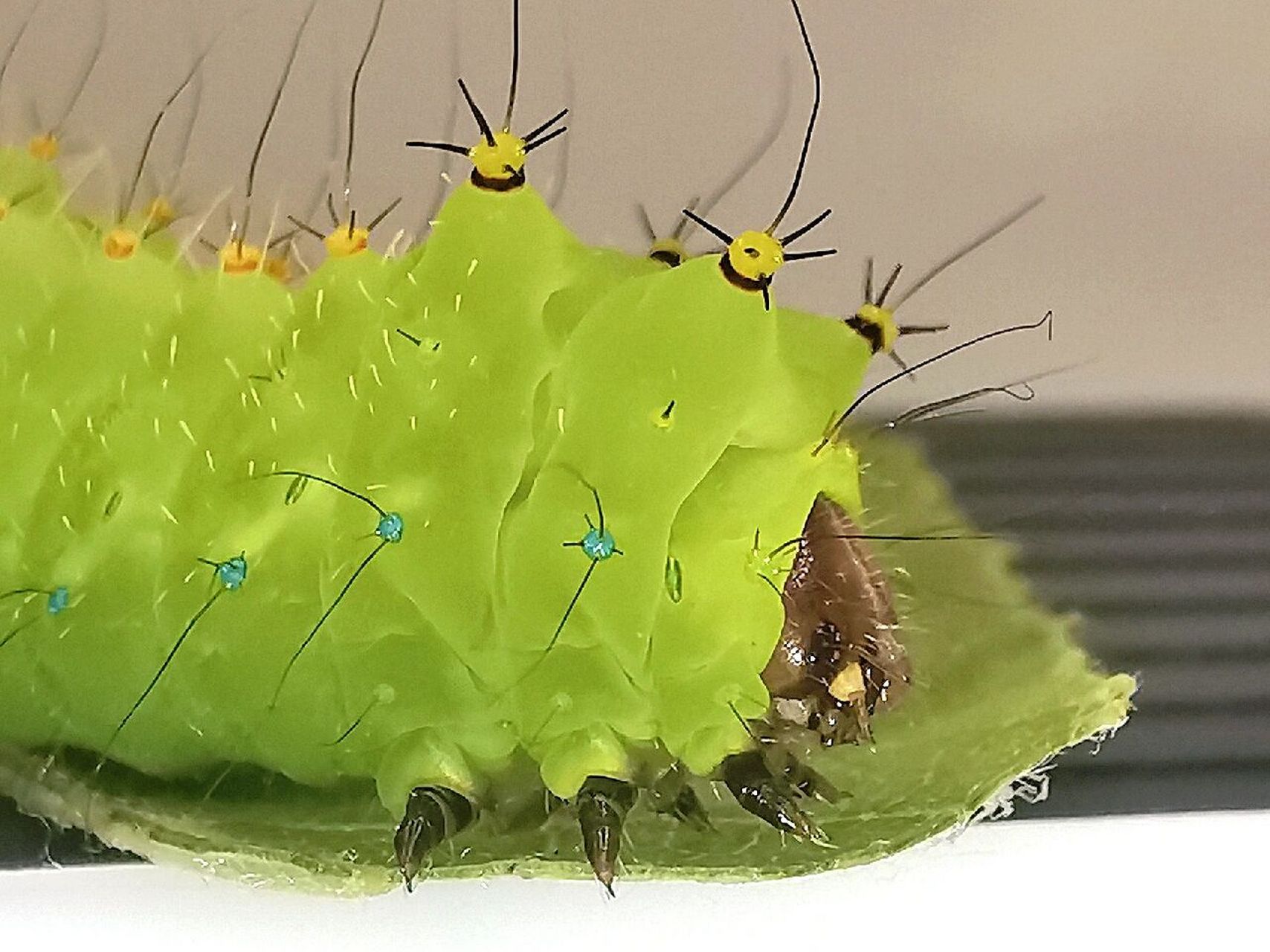 透亮祖母绿的宁波尾大蚕蛾幼虫 #我在小红书做科研# #城市生物图鉴
