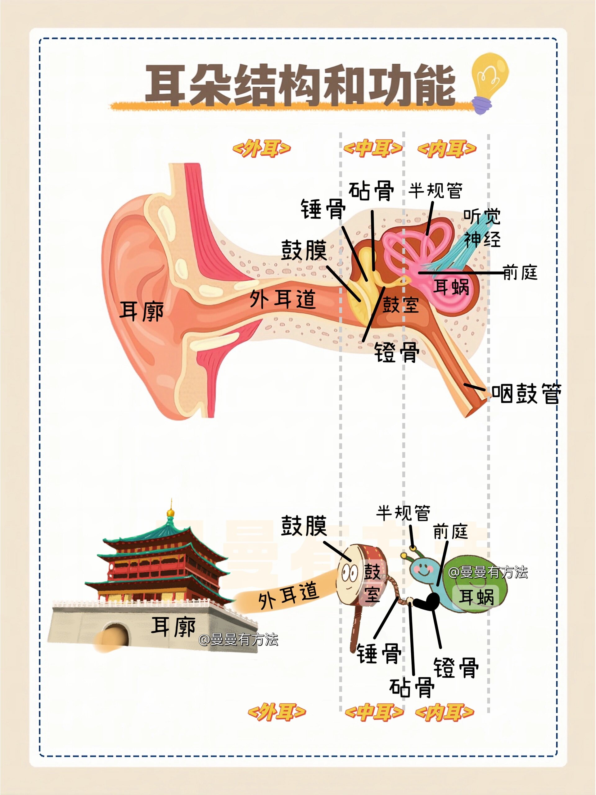 生物耳朵结构图知识点图片