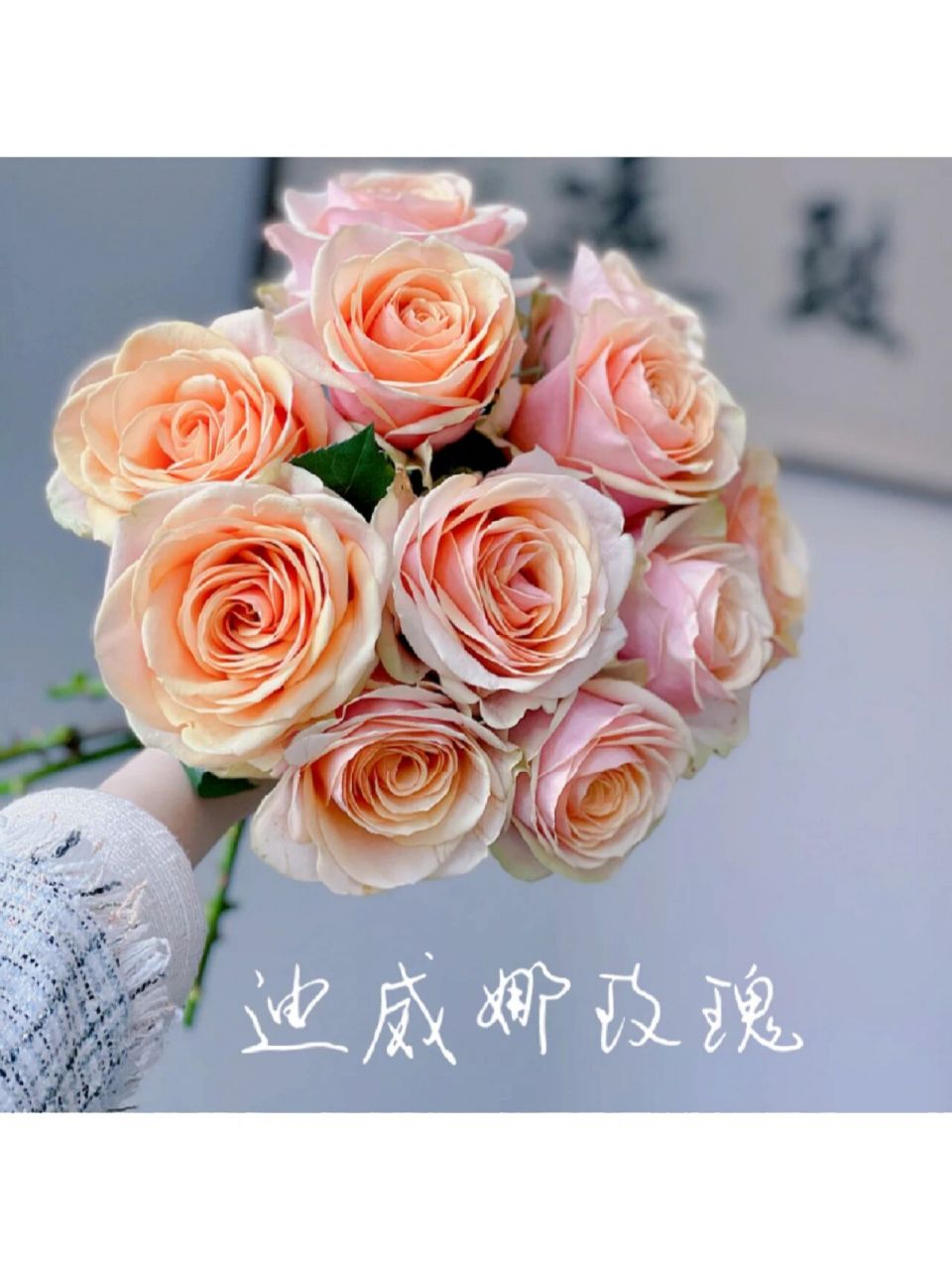 新手友好玫瑰——迪威娜 品名【迪威娜玫瑰】 9797 好养颜值高的