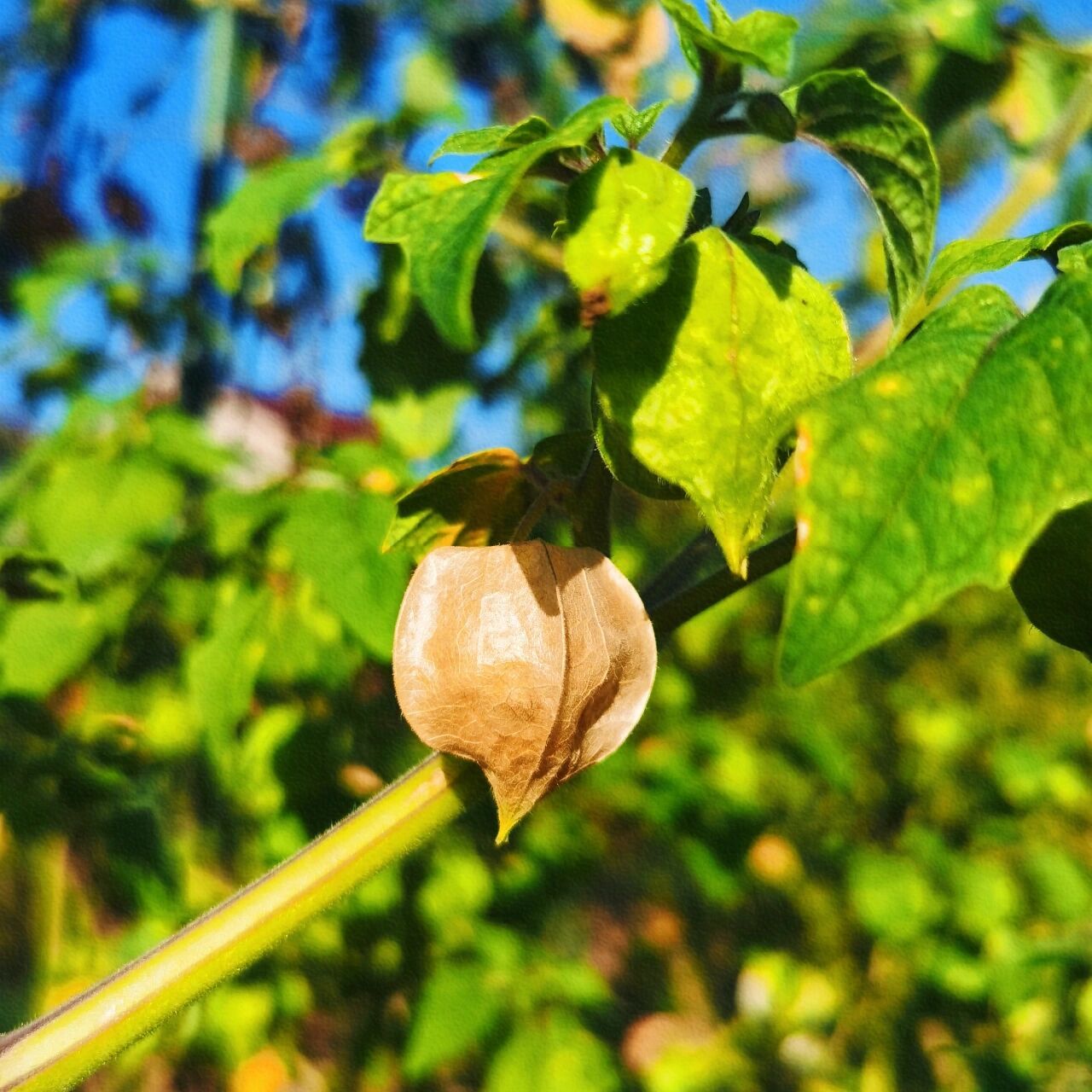 种植记录‖菇娘儿果 菇娘儿果,好像我家这边一般叫洋菇娘儿的更多些?