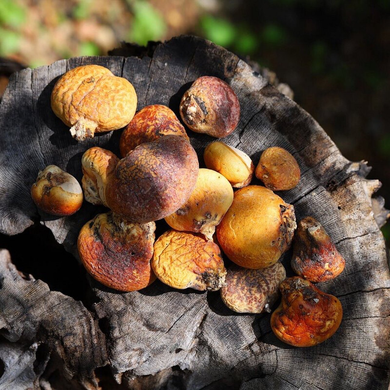 须元果,传统被称为树荷包,野生菌,产于云南,通