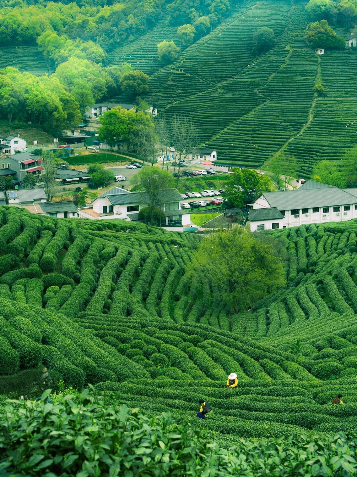 春意盎然 要说杭州春天值得去的不仅有西湖, 还有龙井茶山的徒步 找个