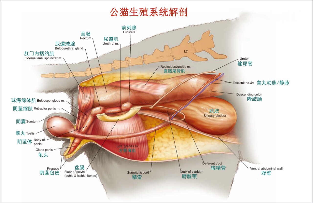 猫的前肢 胸腔 腹腔生殖系统解剖