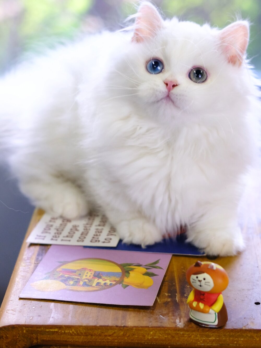 杭州猫舍 纯白异瞳拿破仑猫 白色长毛矮脚猫