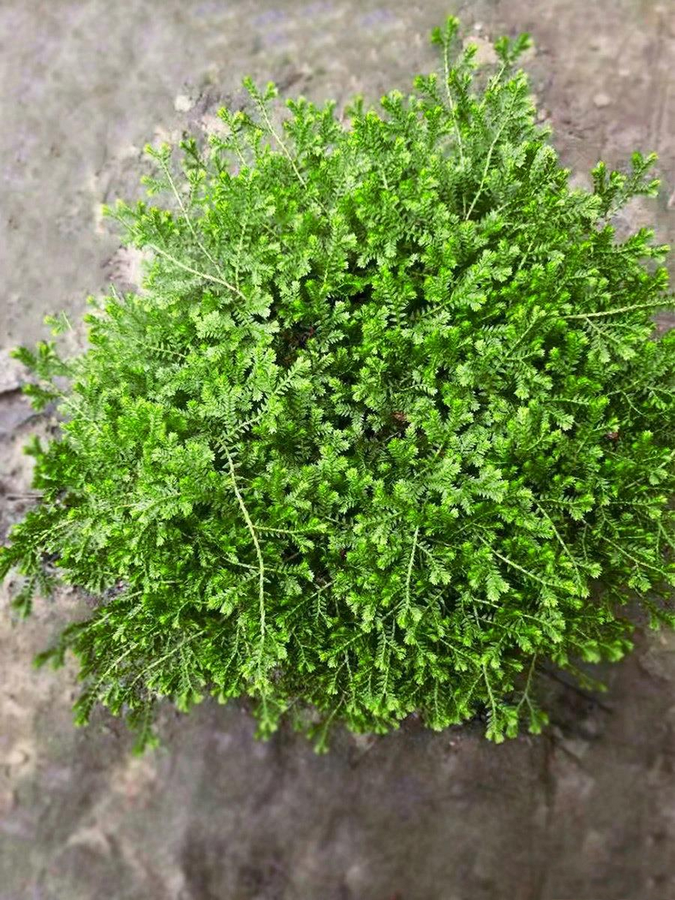 植物介绍:翠云草  由于茎枝具匍匐性,做吊盆亦能展现其柔软悬垂的美感