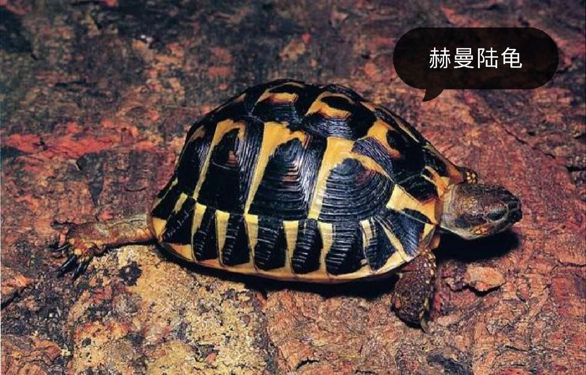 陆龟品种大全① 赫曼陆龟 赫曼陆龟是欧系陆龟的代表品种之一,强健的