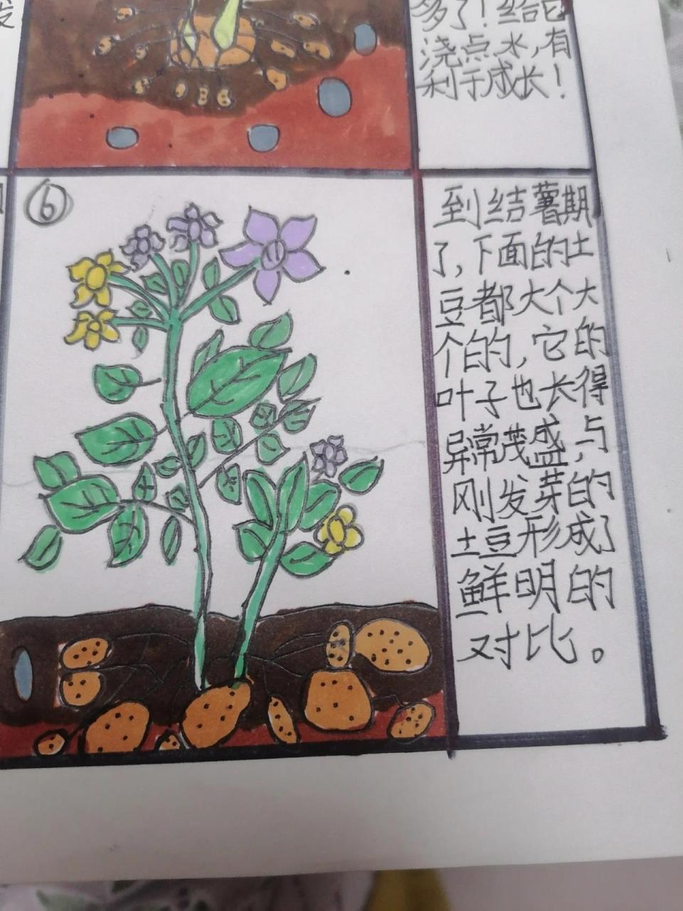 土豆生长过程记录绘画图片