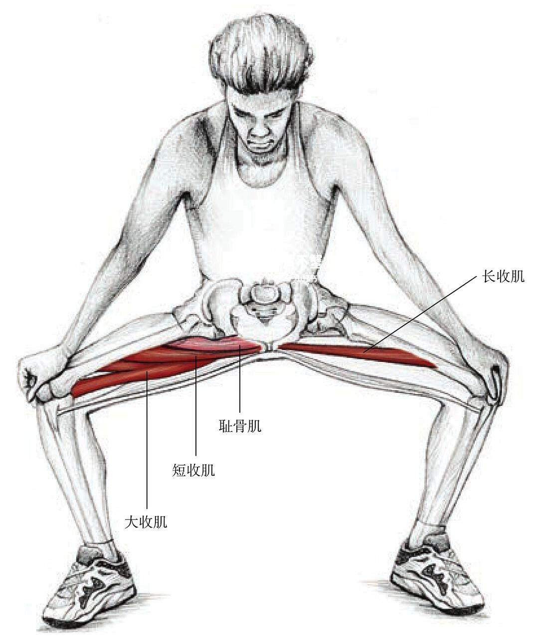 7个拉伸大腿内侧动作 瘦大腿根部 附高清图