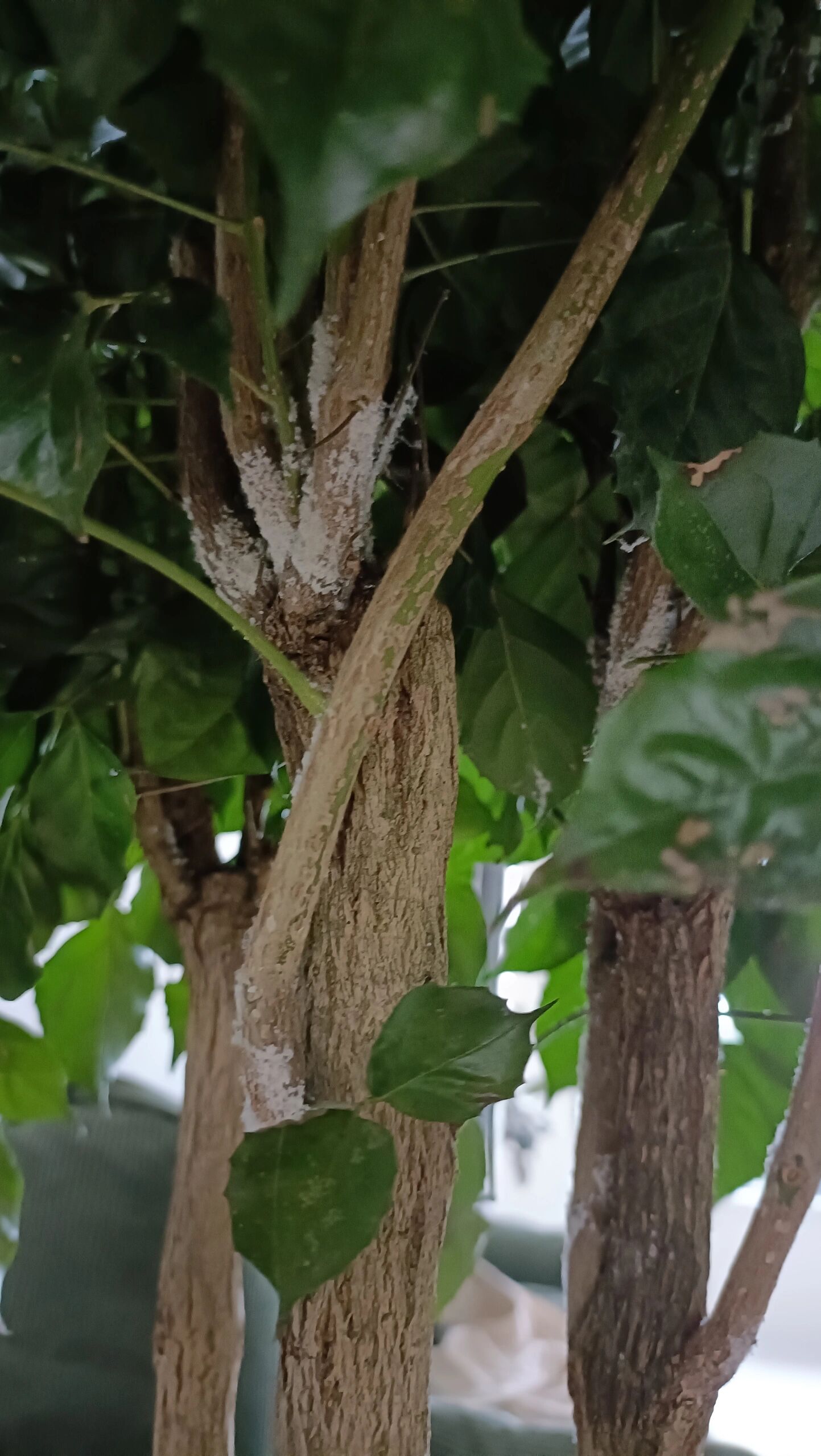 幸福树白色霉斑