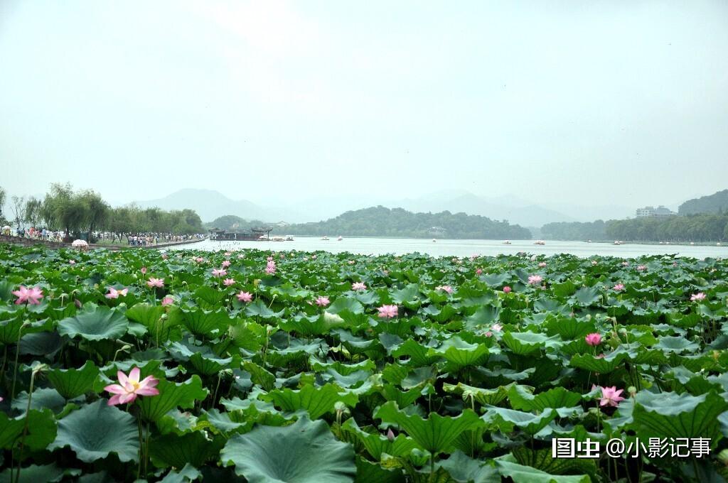 西湖的荷花开了,杭州的夏天也真正开始了西湖红莲断桥