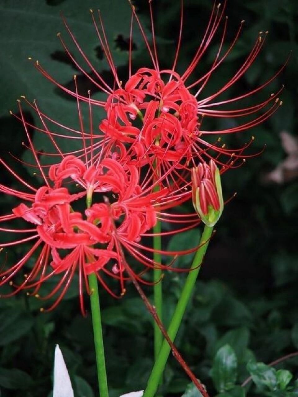 彼岸花    别名:乌蒜,彼岸花,曼珠沙华,曼陀罗华,石蒜 中文学名:红花