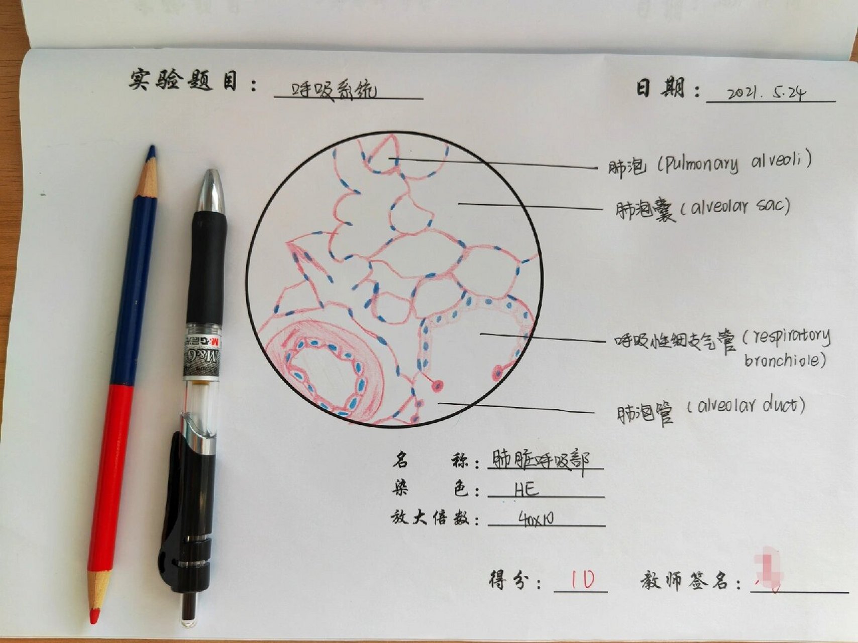 正常肾切片红蓝手绘图图片