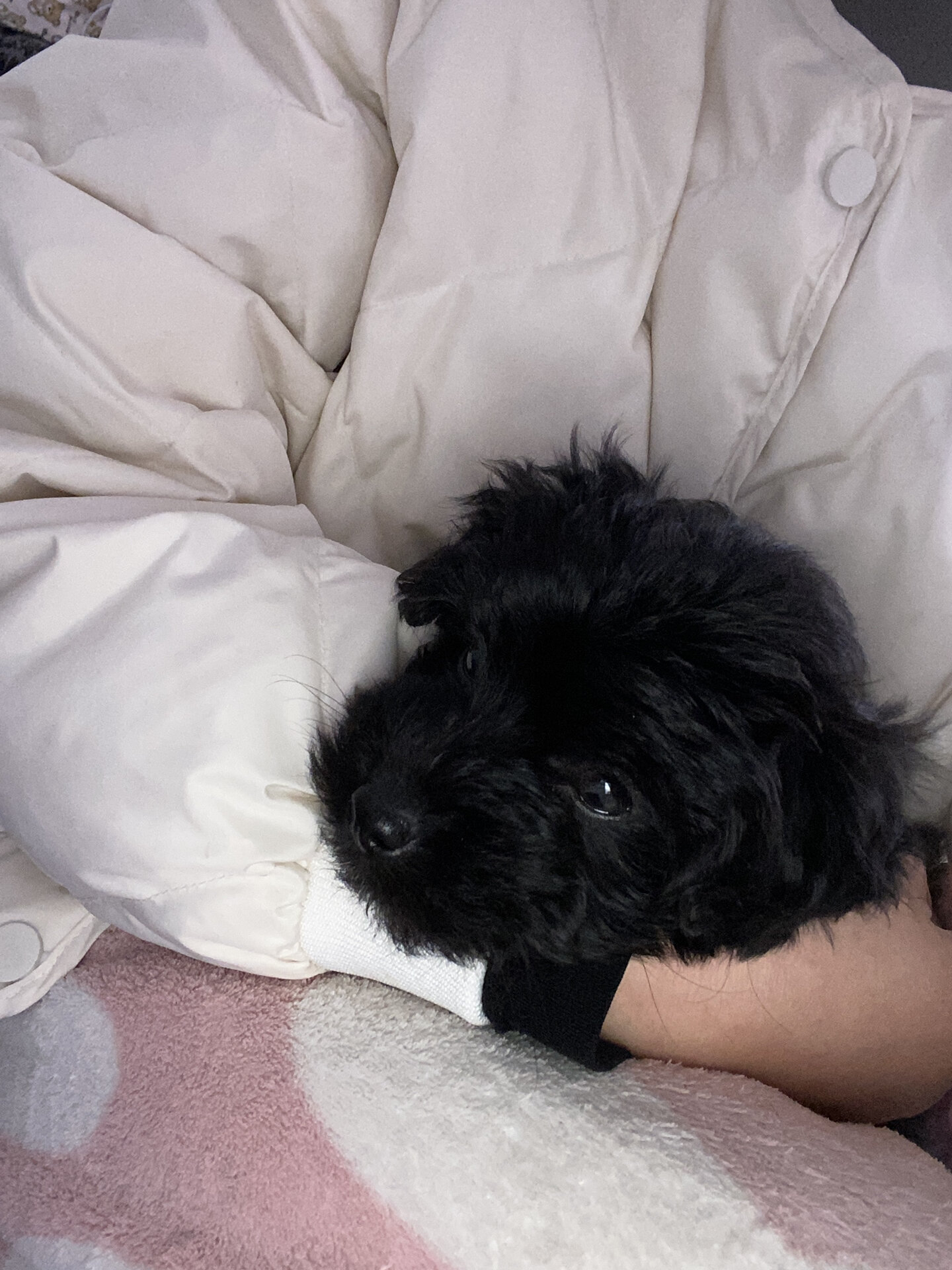 15090买来的黑泰迪串串 55天了
